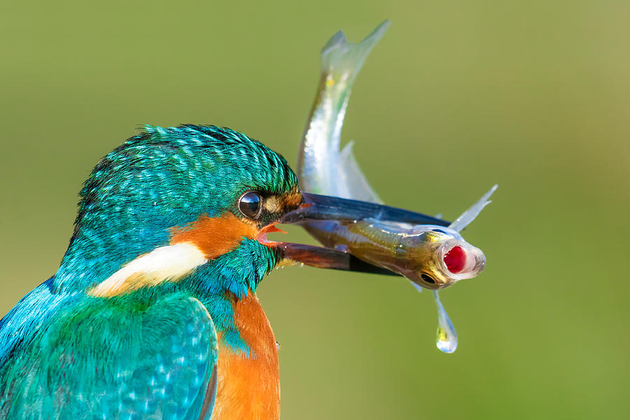 Kingfisher Photograph - Breath The Pressure by Petar Sabol