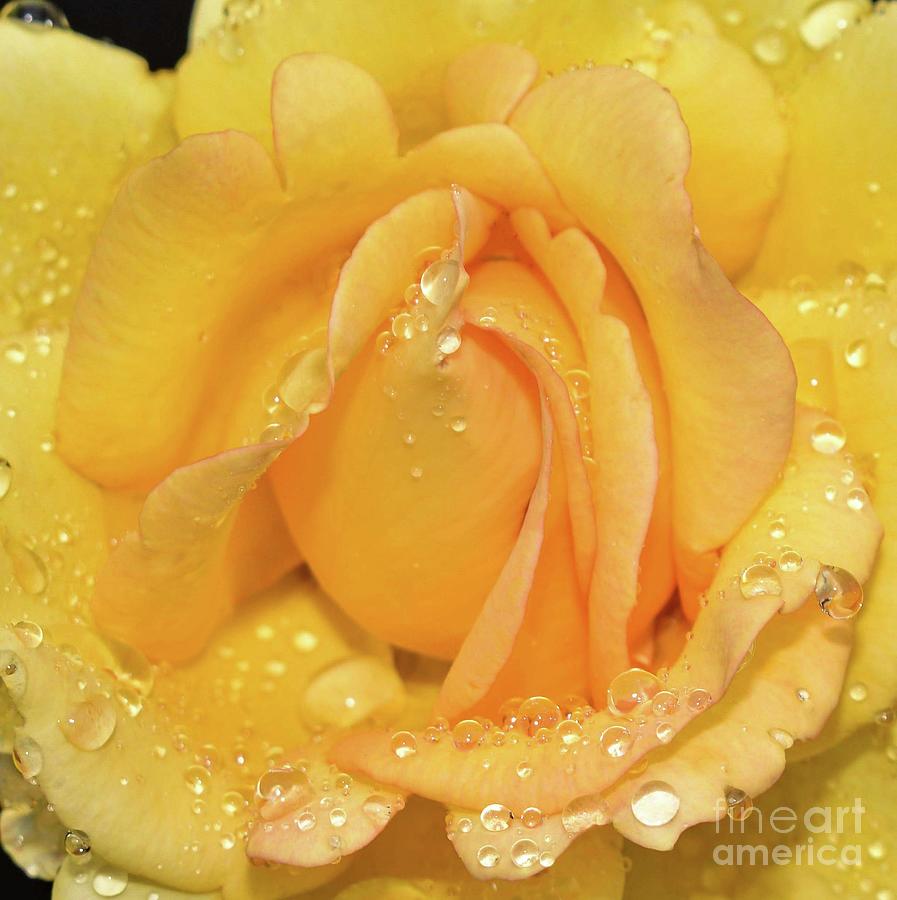 Breathtaking Gold Struck Rose Photograph