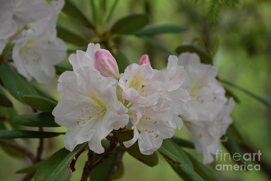 Breathtaking Pale Pink and White Rhododendron Flowers Blooming Photograph by DejaVu Designs
