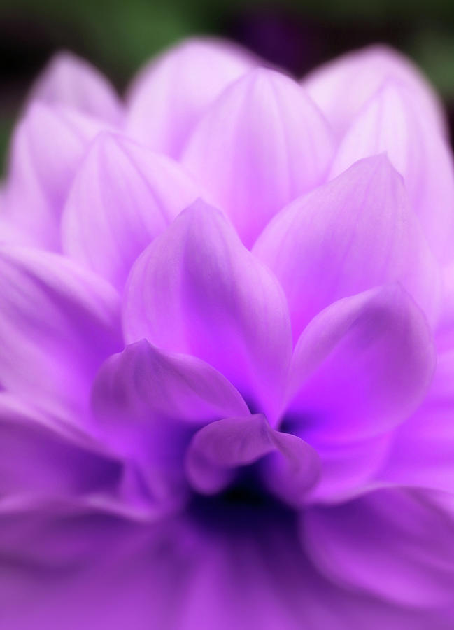 Breathtaking Purple Beauty Photograph by Johanna Hurmerinta