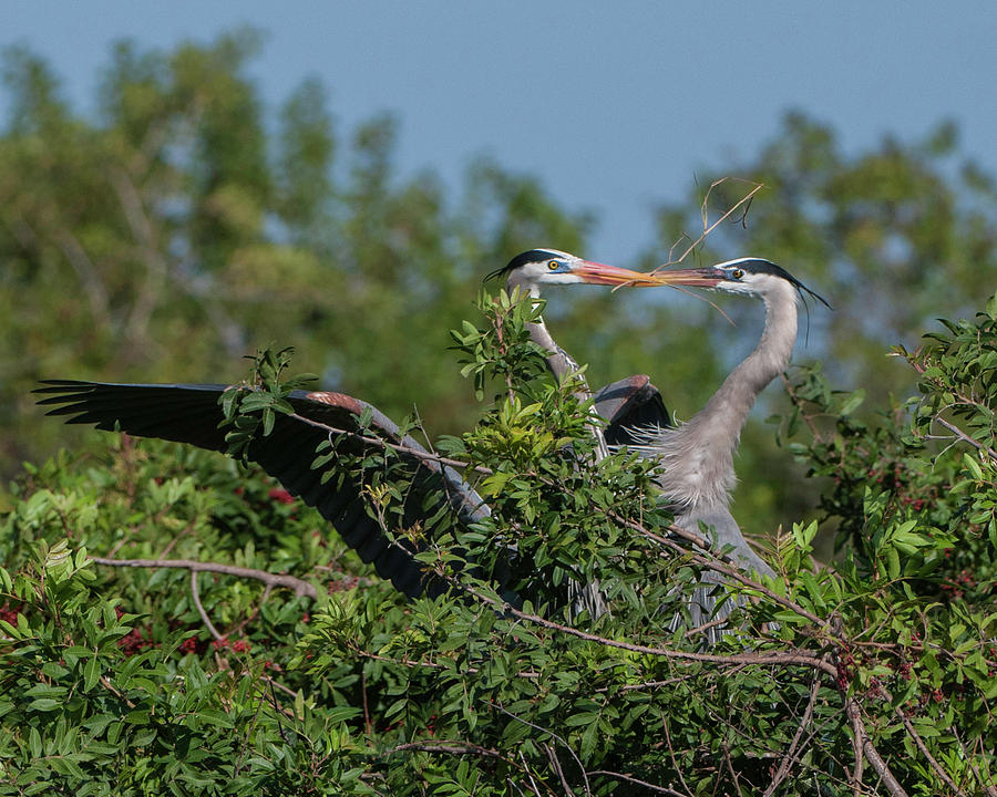 Breeding Herons Photograph by Donald Brown