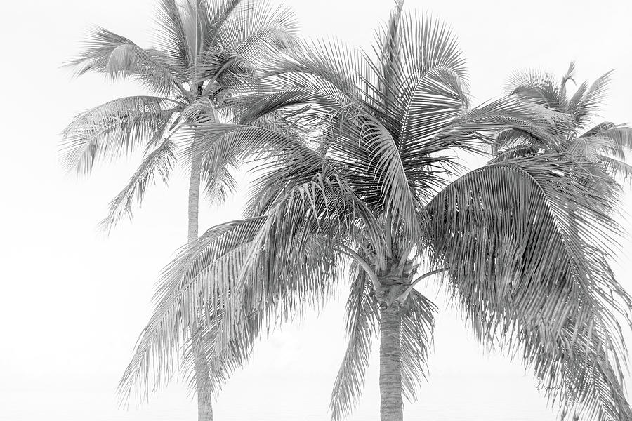 Breezy Iv Photograph by Elizabeth Urquhart Breezy Iv Photograph by Elizabeth Urquhart