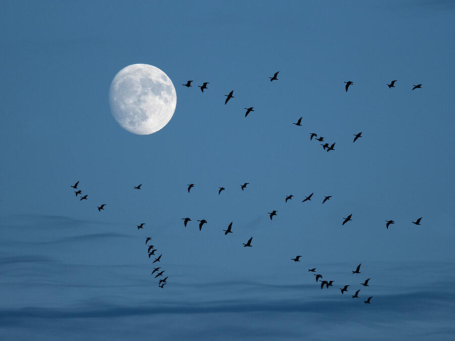 Brent Geese Flying With Moon, Titchwell, Norfolk, Uk Photograph by ...