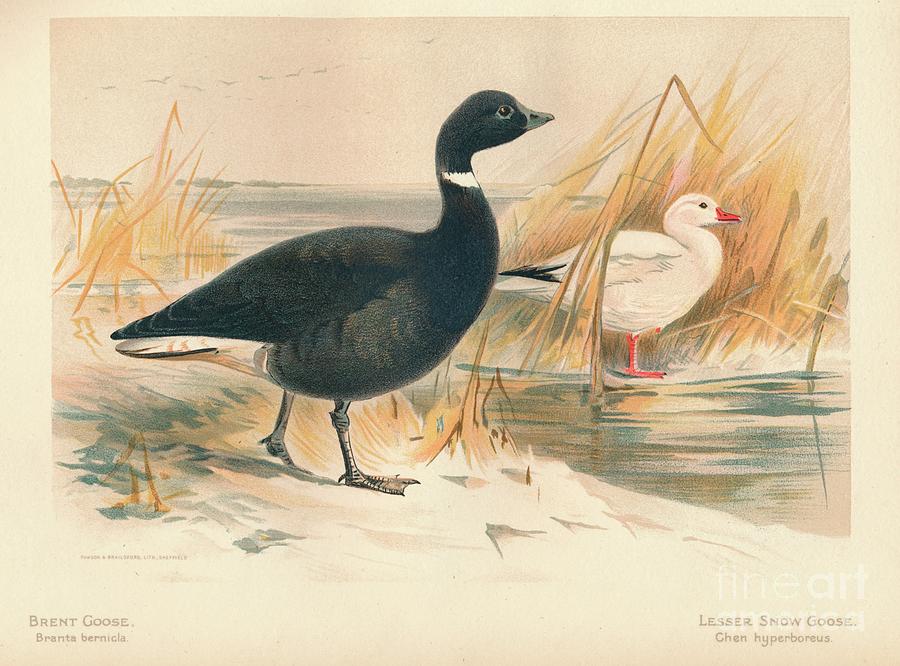 Brent Goose Branta Bernicla, Lesser Drawing by Print Collector