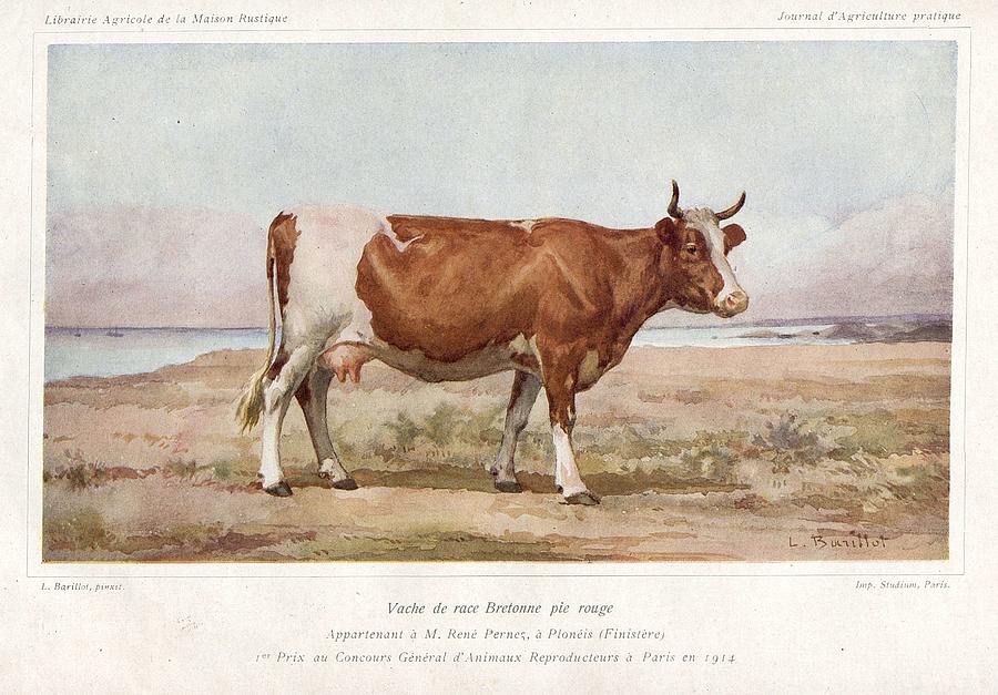 Breton Cow Pie Rouge 1917 Painting By Celestial Images