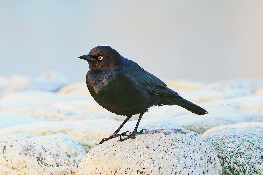 Brewers Blackbird Photograph by Shoal Hollingsworth