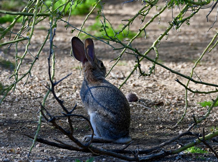 Briar Rabbit Photograph by Sonja Jones