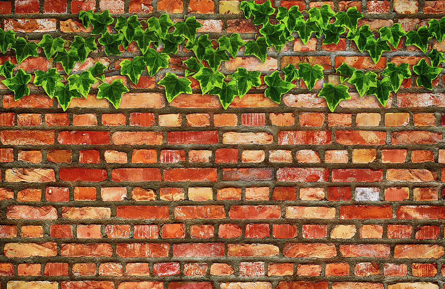 Pattern Photograph - Brick Wall And Ivy by Tina Lavoie