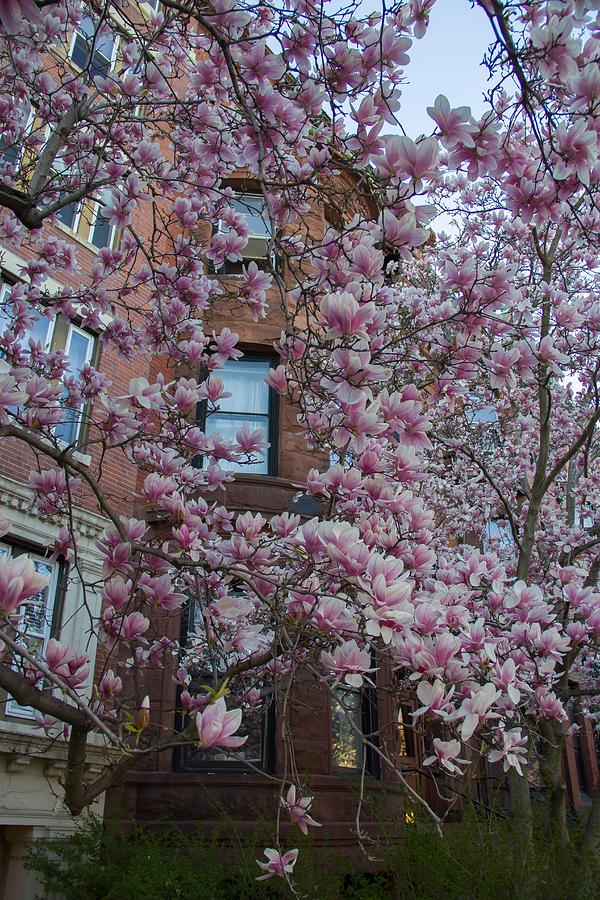 Boston Photograph - Bricks and Flowers by Alexandra Herzog