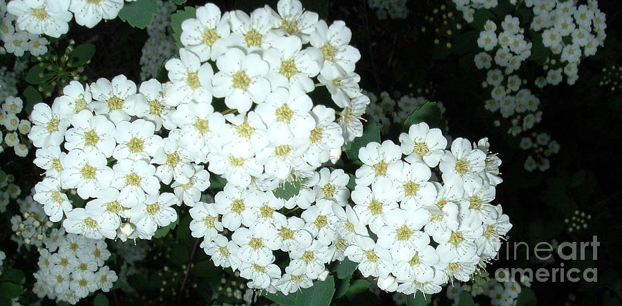 Bridal Wreath1 by Belinda Landtroop Bridal Wreath1 by Belinda Landtroop