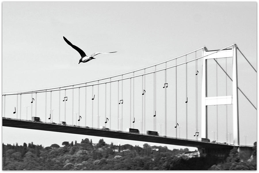 Bridge And Seagull, Bosphorus Photograph by Gulale