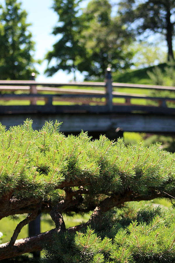 Bridge in Japanese Garden Photograph by Colleen Cornelius