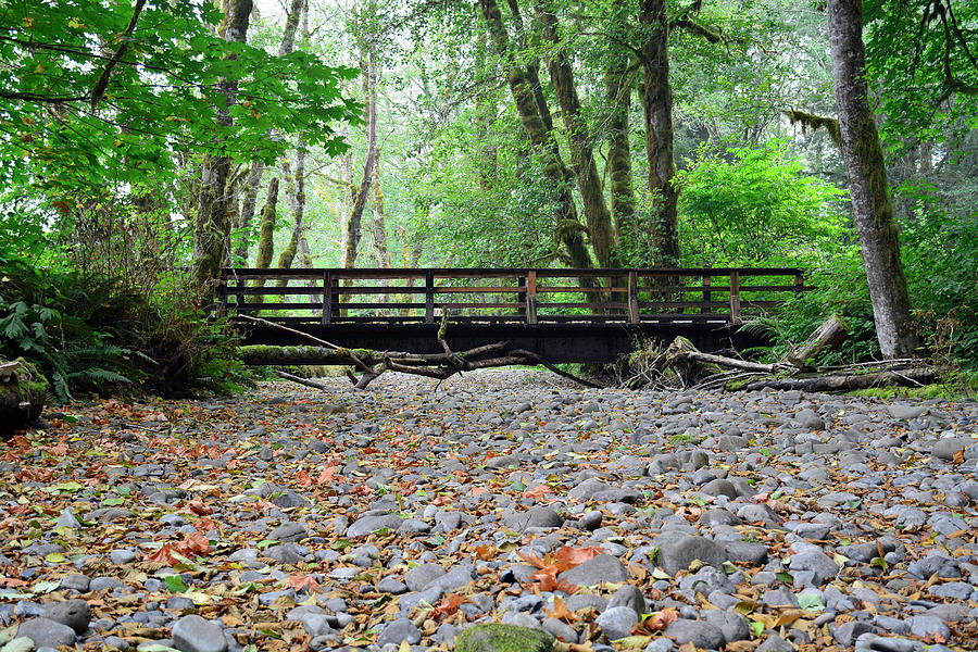 Bridge in Olympic National Parks Maple Glade Rain Forest Photograph by Bruce Gourley