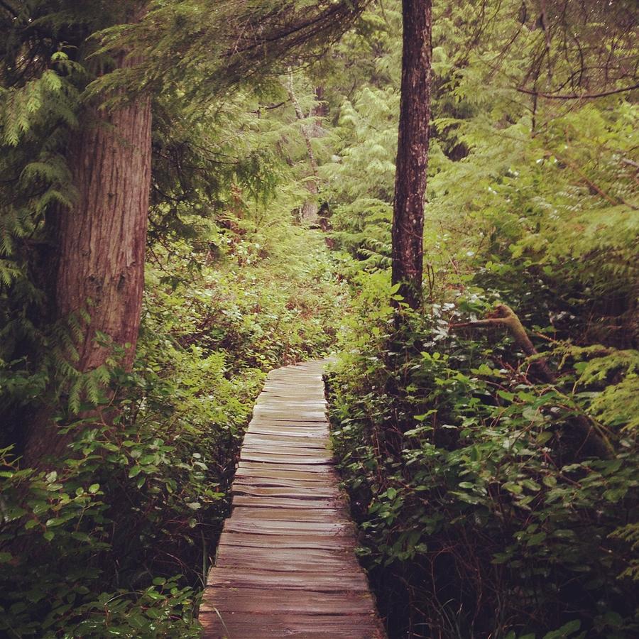 Bridge Into Forest Photograph by Kevinruss - Pixels