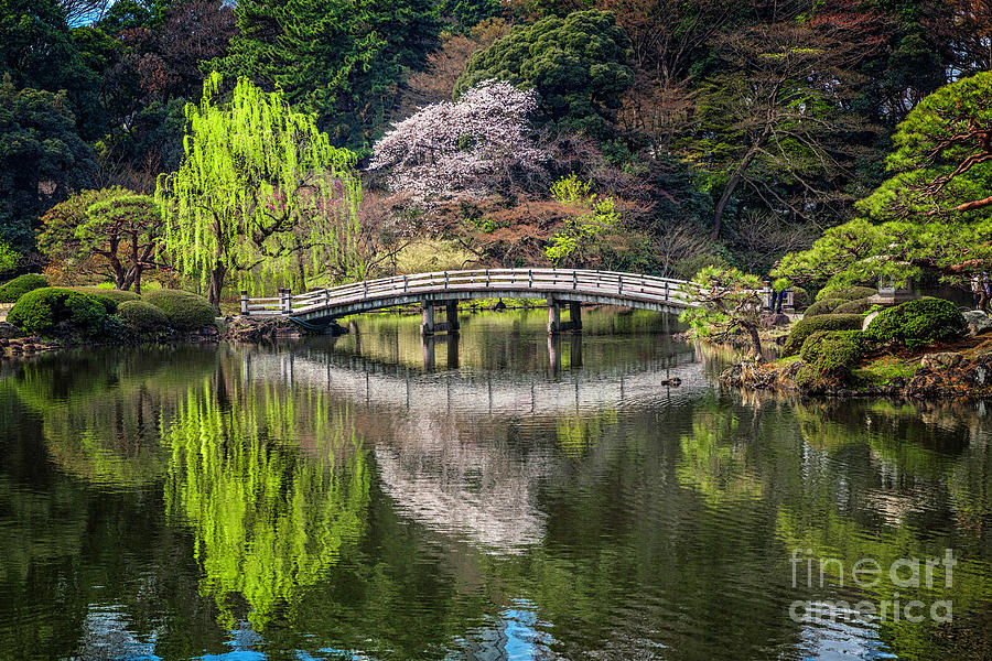 Bridge Reflection in Kamino Ike Shinjuku Gyoen Photograph by Karen ...