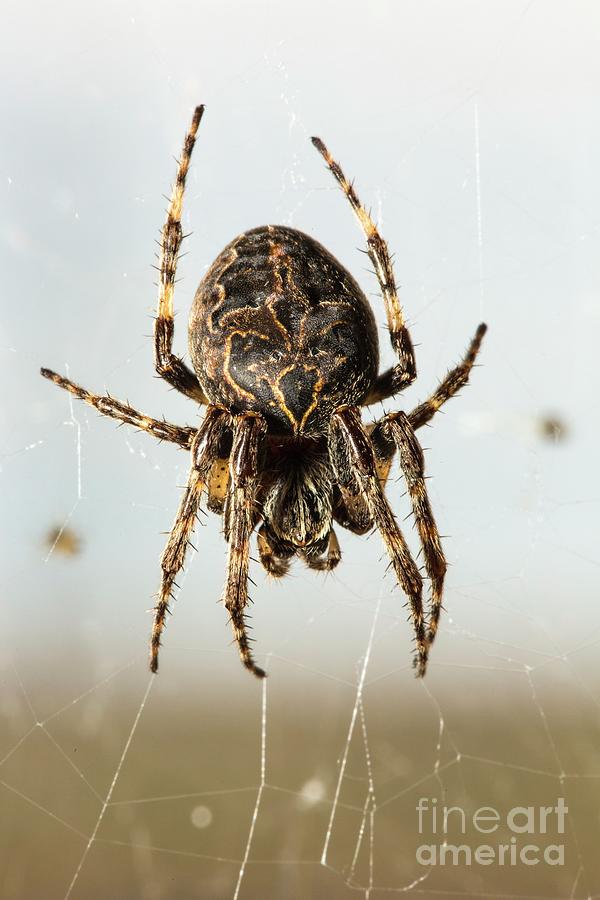 Bridge Spider On Its Web Photograph by Martyn F. Chillmaid/science Photo Library