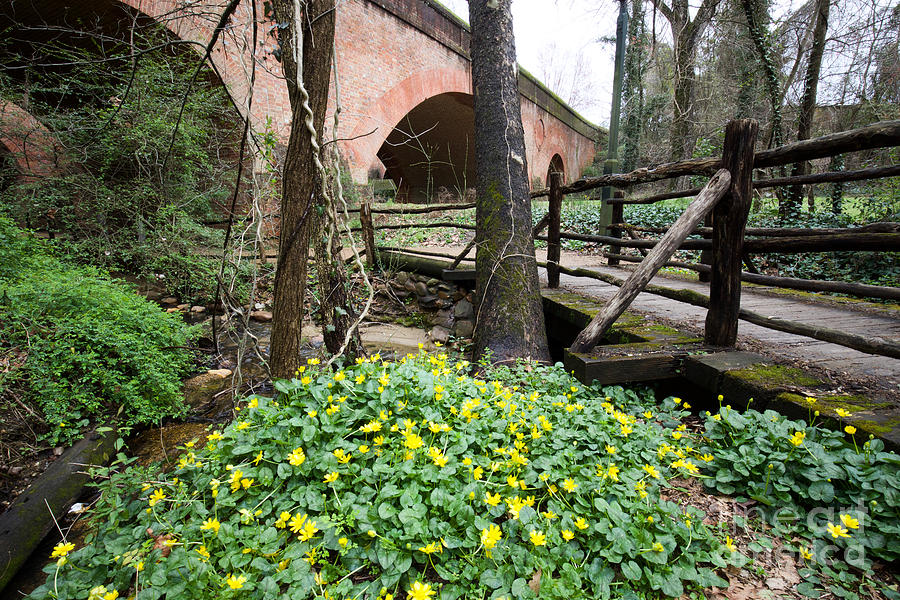 Bridges and Flowers by Rachel Morrison Bridges and Flowers by Rachel Morrison