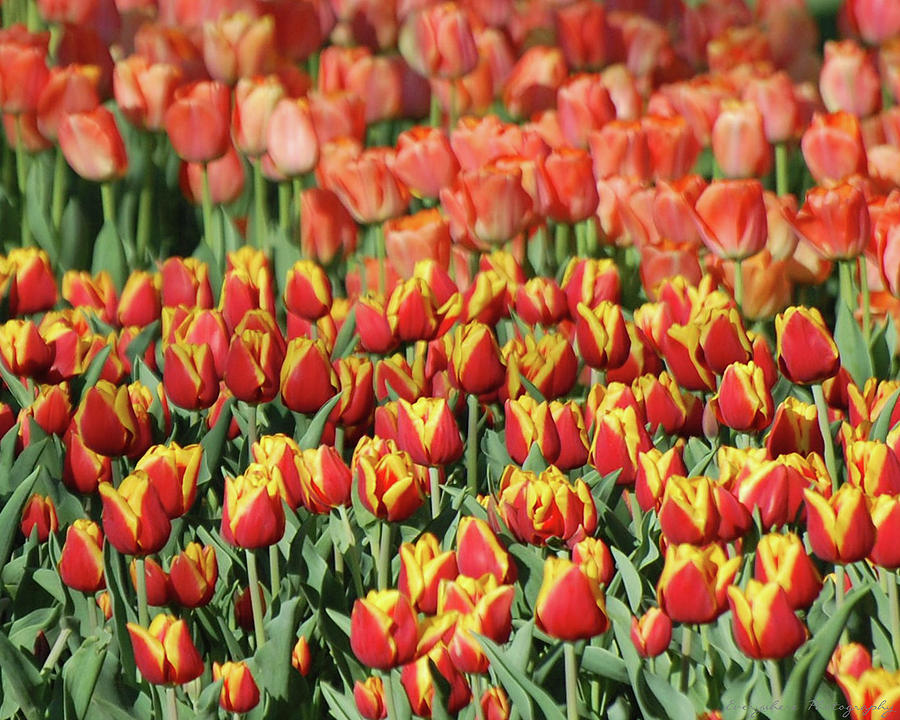 Bright Blooms Photograph by Brent Stephanie Johnson - Fine Art America