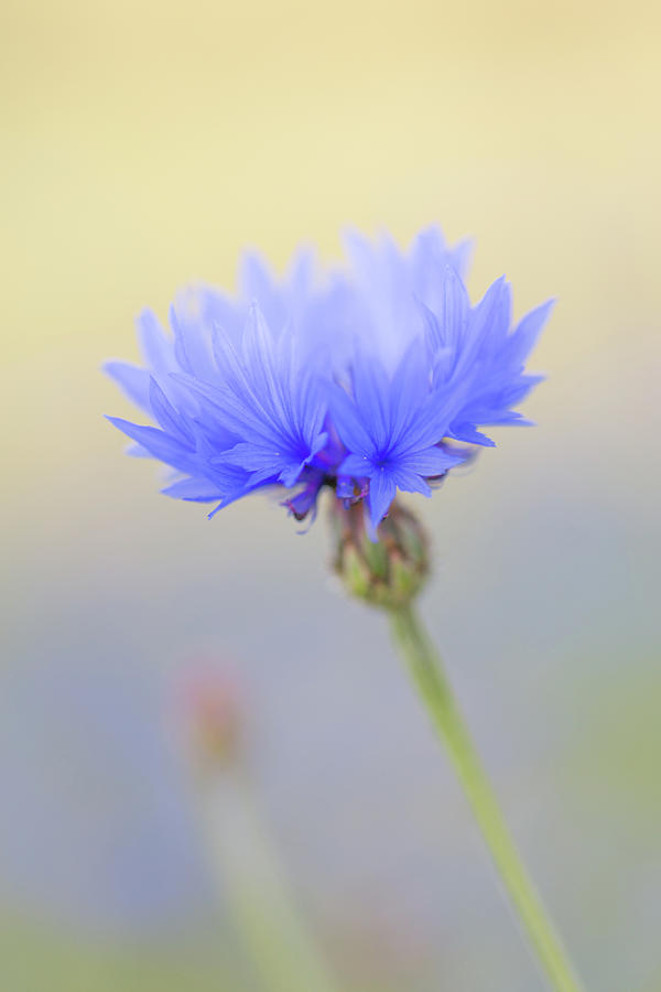 Bright Blue Cornflower Photograph by Anita Nicholson