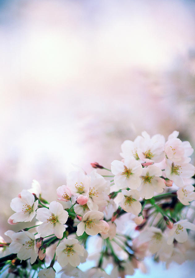 Bright Cherry Blossoms Photograph by Ooyoo