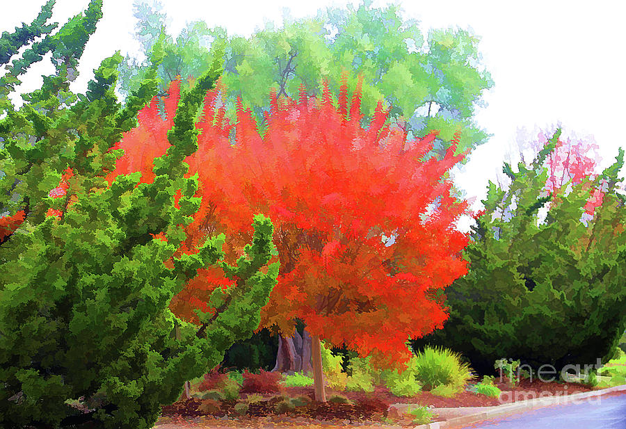 Bright Color Paint Fall Season Photograph by Chuck Kuhn