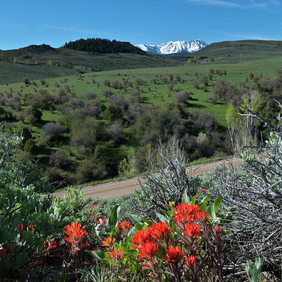 Bright Colorado Spring Landscape Photograph by Cascade Colors