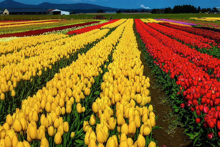 Bright Colorful Tulip Field Photograph by Garry Gay