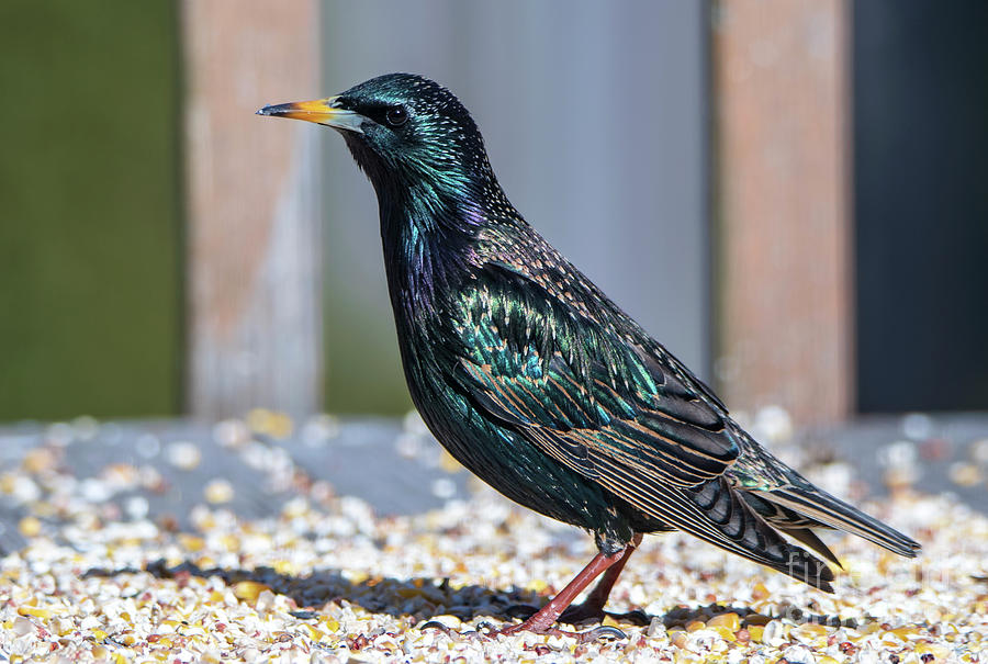 Bright Colors of the Starling Bird Photograph by Sandra Js