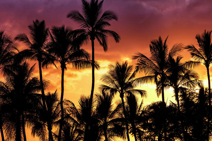 Bright, Colourful Sky With Palm Trees Photograph by Jenna Szerlag