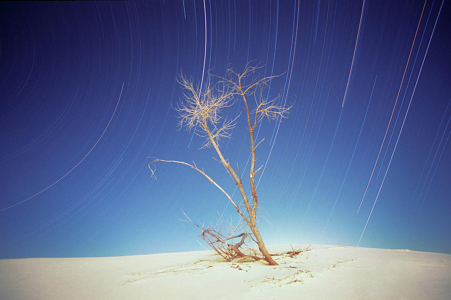 Desert Photograph - Bright Cottonwood Drum Scan by Thomas Haney