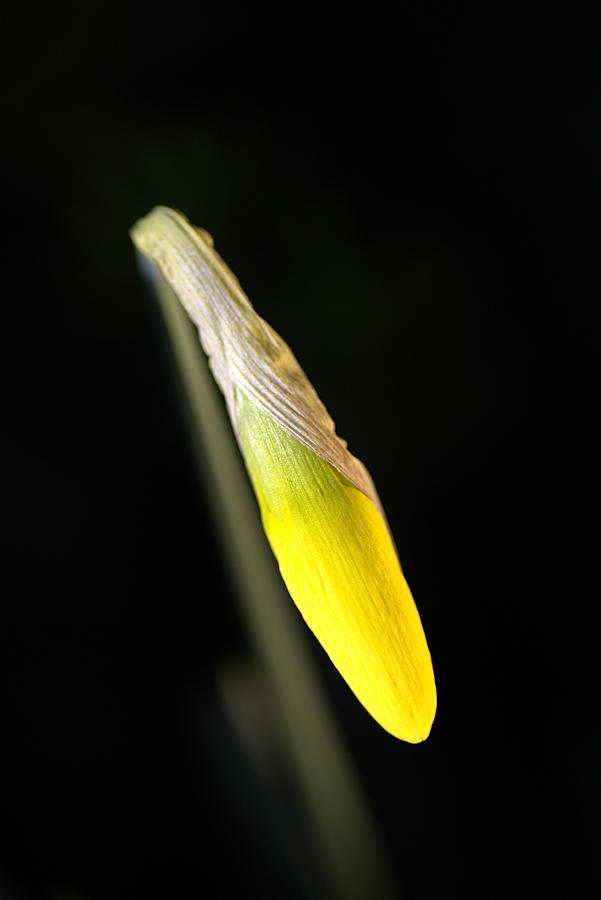 Bright Daffodil Bud Photograph by Joy Watson
