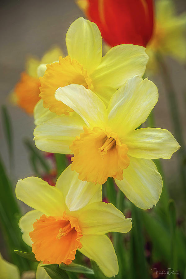Bright Daffodil Trio by TL Wilson Photography Photograph by Teresa Wilson