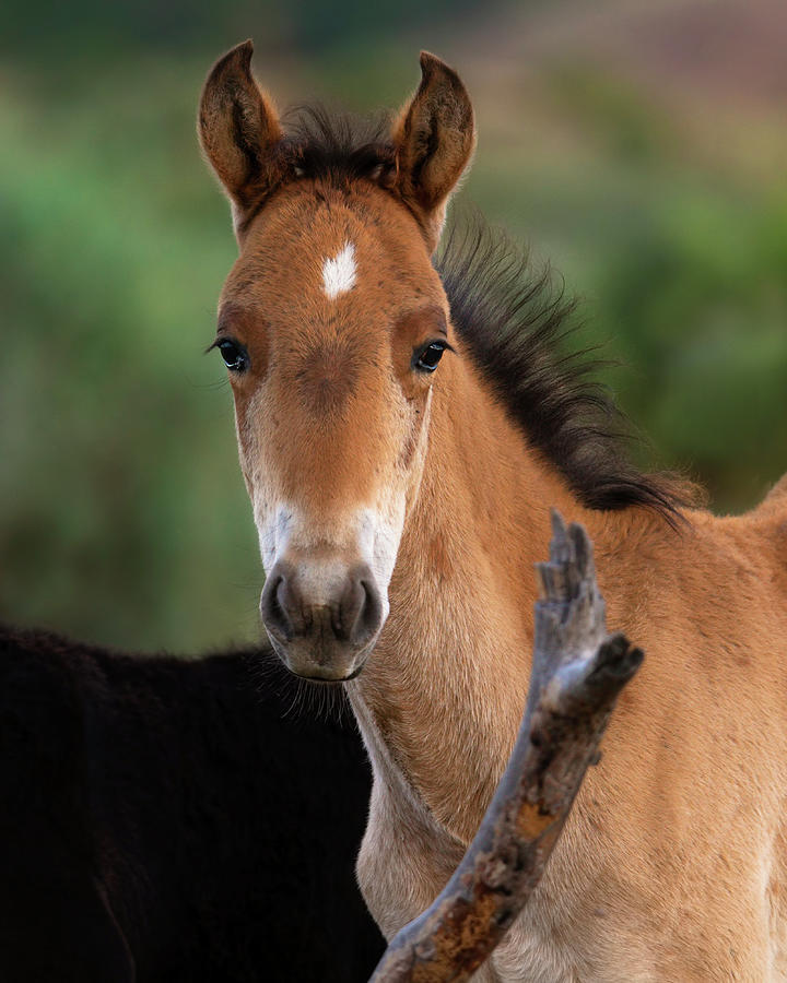 Bright-Eyed Colt. Photograph by Paul Martin
