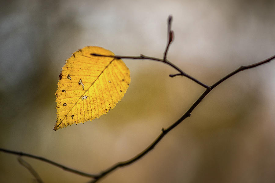 Bright Fall Leaf 10 Photograph by Michael Arend