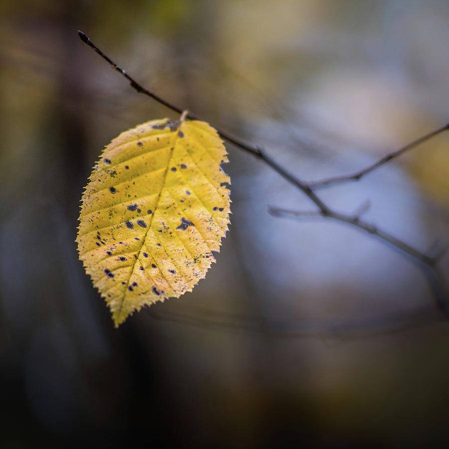 Bright Fall Leaf 5 Photograph by Michael Arend