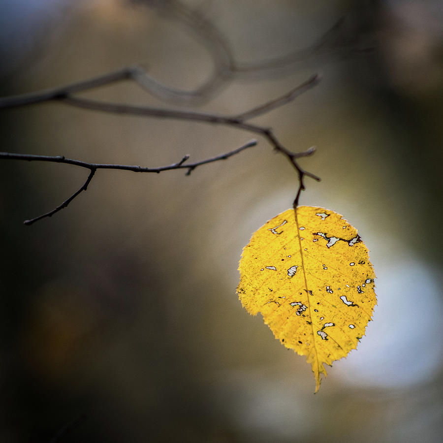 Bright Fall Leaf 7 Photograph by Michael Arend