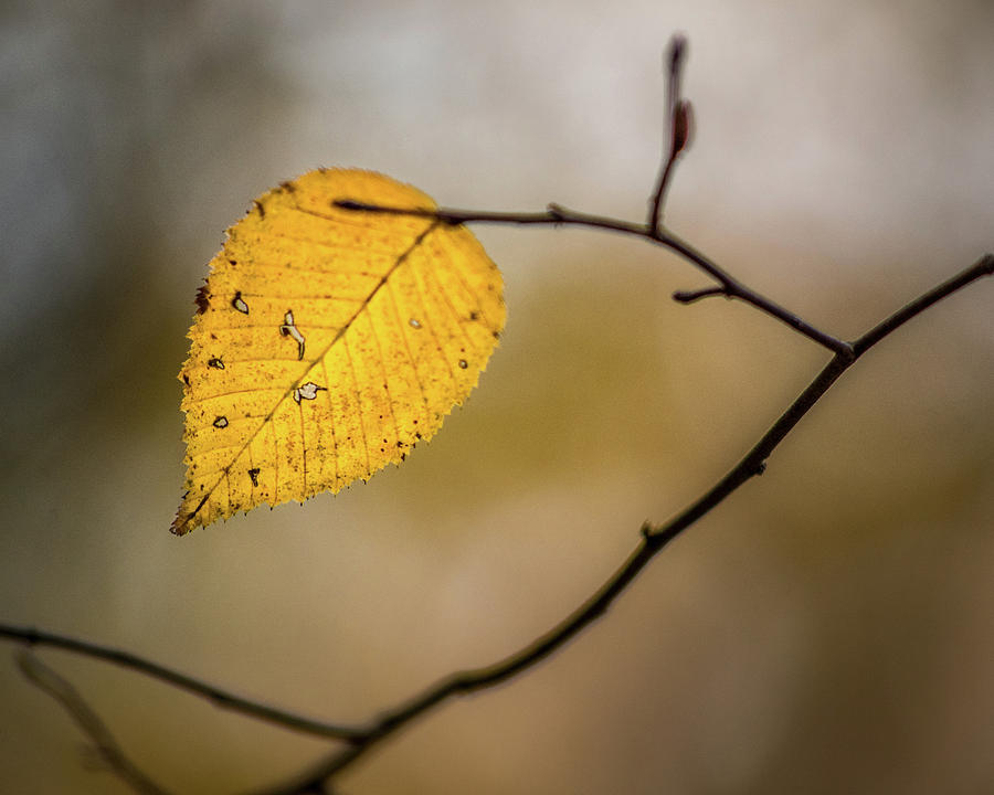 Bright Fall Leaf 9 Photograph by Michael Arend