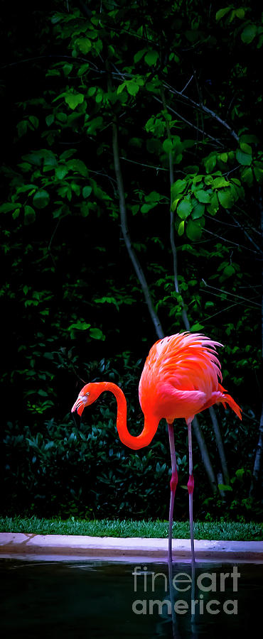 Bright Flamingo Photograph by Marina McLain