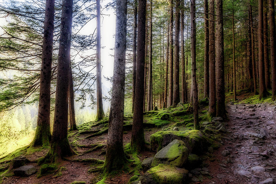 Bright forest Photograph by Roberto Pagani