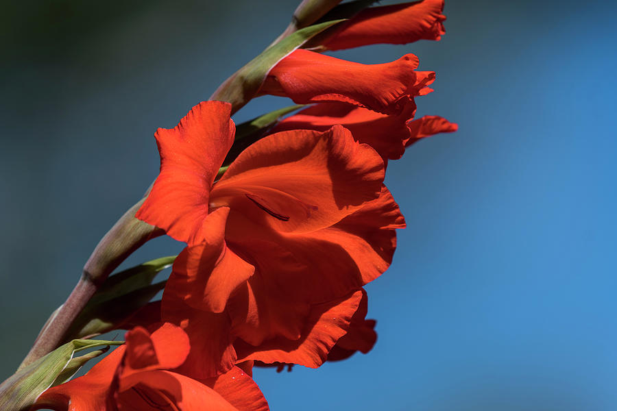 Bright Gladiolus Photograph by Robert Potts