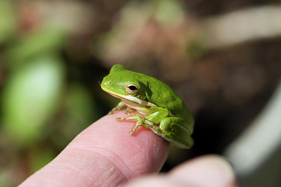 Bright Green Little Alabama Tree Frog on Finger Photograph by Kathy Clark