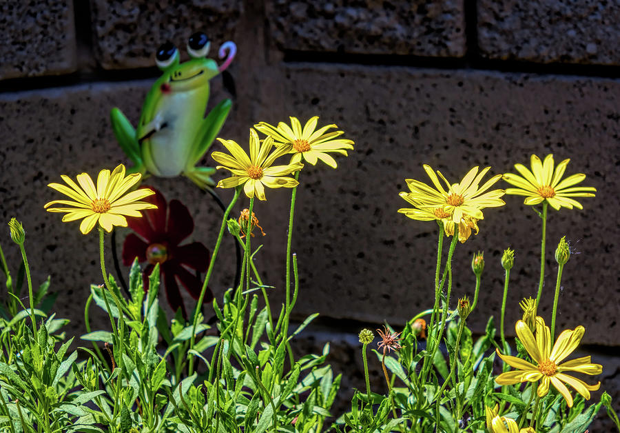 Bright Lights Yellow African Daisy and Frog Photograph by Debra Martz