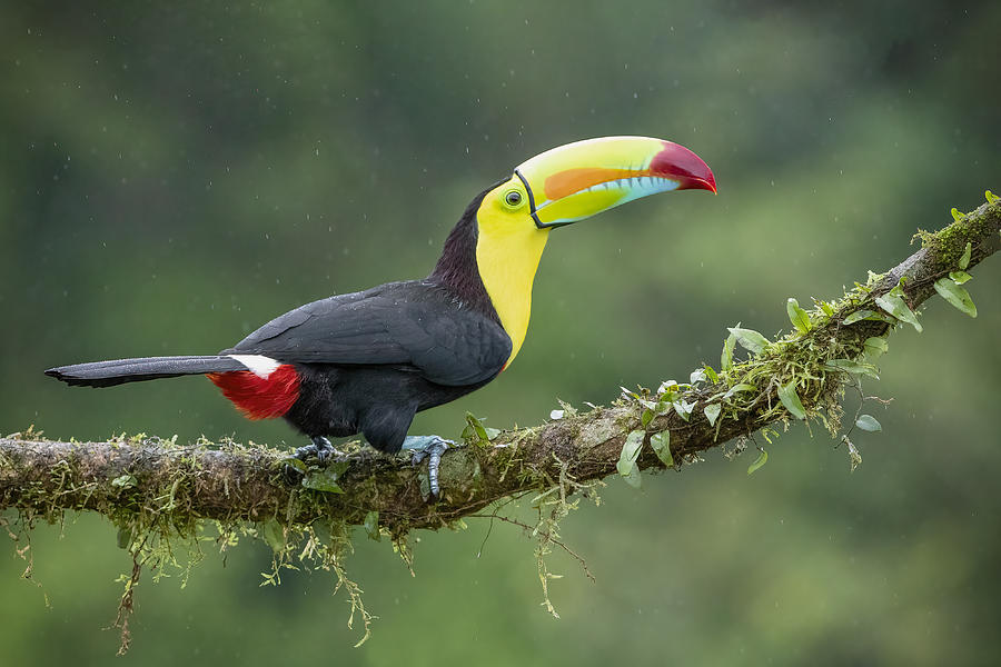 Toucan Photograph - Bright On A Rainy Day by Renee Doyle