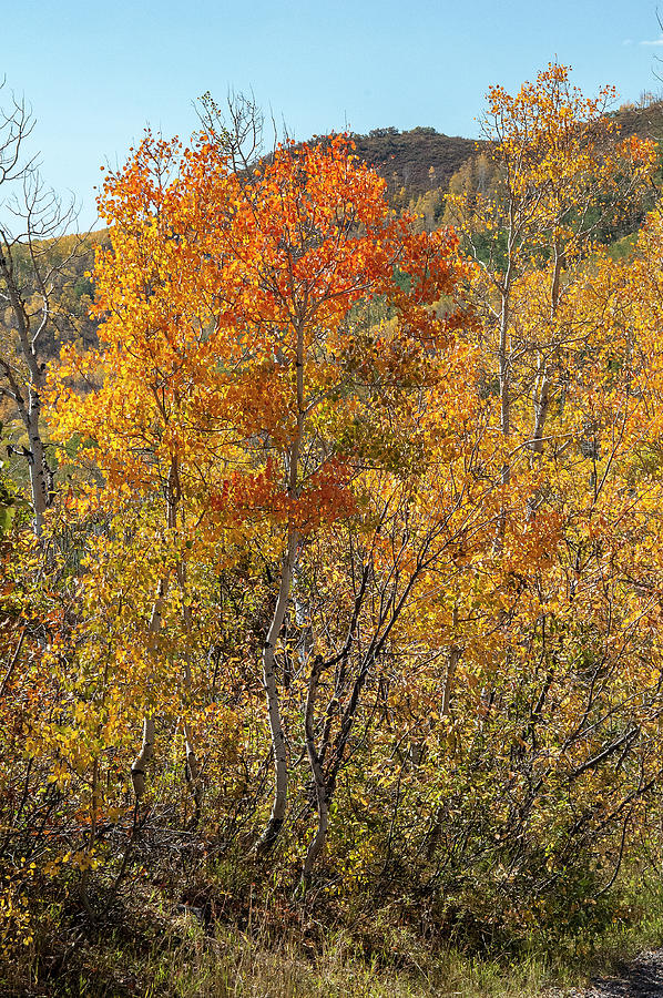 Bright orange aspen in stand Photograph by Gene Bollig