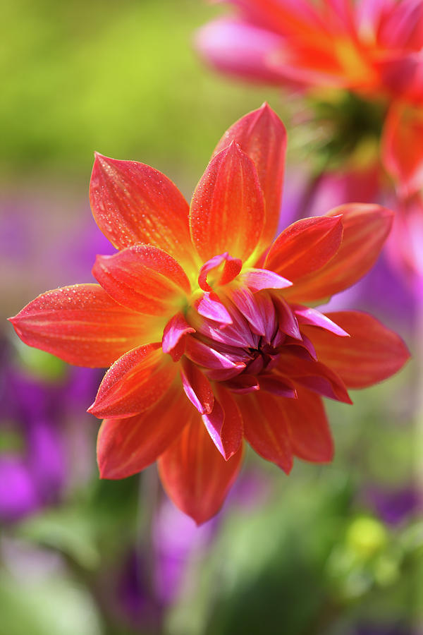 Bright Orange Dahlia Flowers Photograph by Rosemary Calvert
