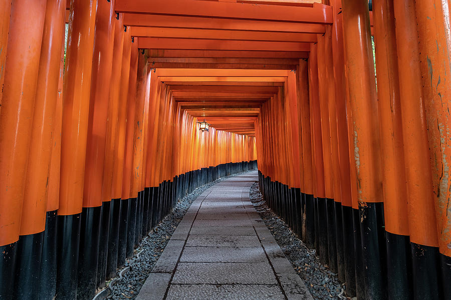 Bright orange torii gates in Kyoto, Japan by Ian Robert Knight Bright orange torii gates in Kyoto, Japan by Ian Robert Knight
