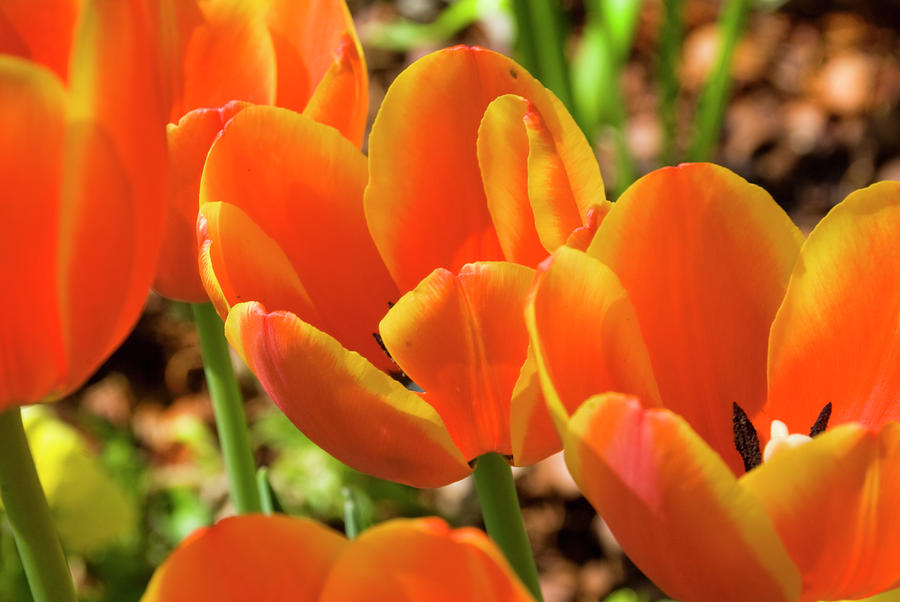 Bright Orange Tulips Photograph by Earleliason