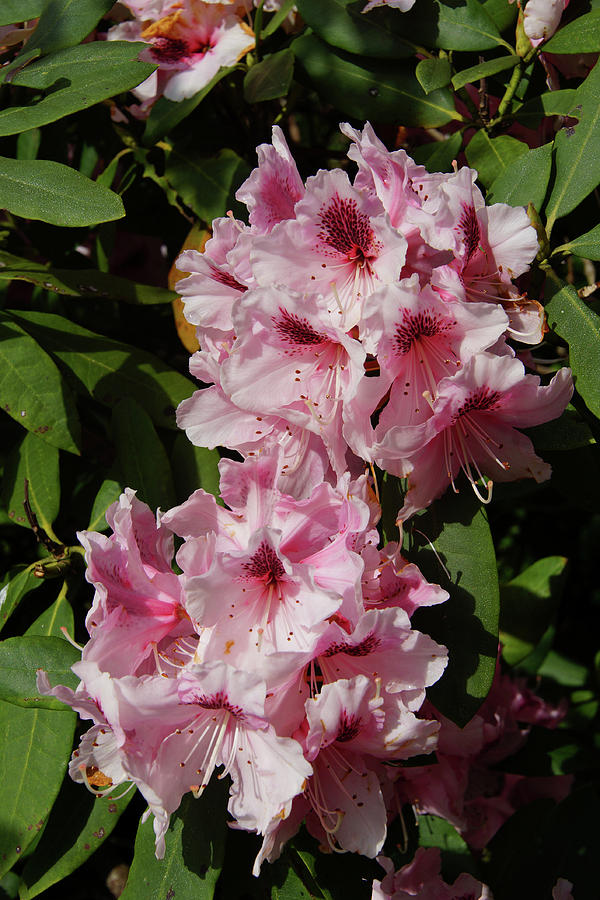 Bright pink and white rhododendron Photograph by Steve Estvanik