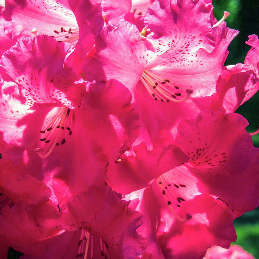 Bright Pink Blooming Rhododendron Photograph