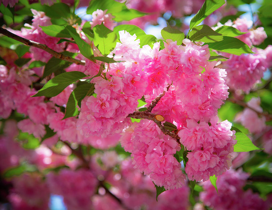 Bright Pink Blossoms Photograph by Lora J Wilson